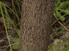 Rhus coriaria image