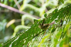 Basileuterus tristriatus