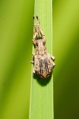 Cyphicerini