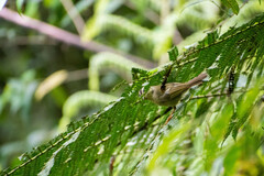 Basileuterus tristriatus