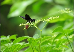 Colpacampsomeris indica
