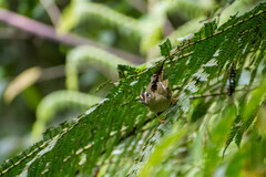 Basileuterus tristriatus