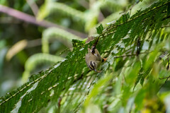 Basileuterus tristriatus
