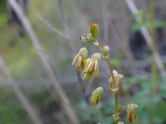 Thalictrum fendleri polycarpum