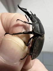 Dorcus ritsemae volscens