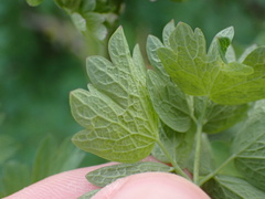 Thalictrum fendleri polycarpum