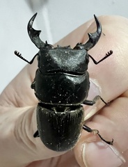 Dorcus ritsemae volscens