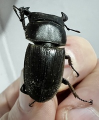 Dorcus ritsemae volscens