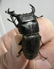 Dorcus ritsemae volscens