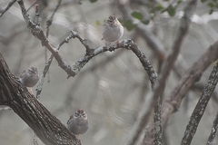 Spizella passerina