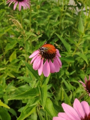 Anthidium septemspinosum