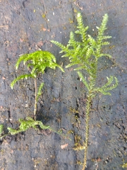 Thamnobryum alopecurum
