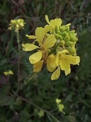 Brassiceae