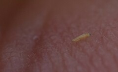 Frankliniella