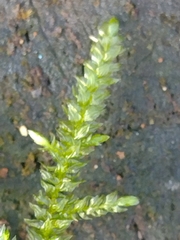 Thamnobryum alopecurum