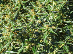 Xanthium spinosum
