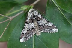 Biston strataria