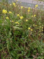 Brassiceae