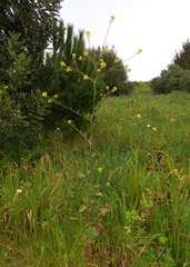Brassiceae
