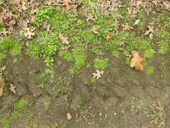 Callitriche peploides