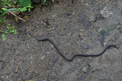 Atractus dunni