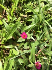 Portulaca grandiflora