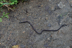 Atractus dunni