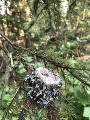 Selasphorus calliope