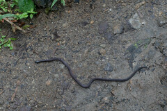 Atractus dunni