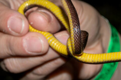 Atractus dunni