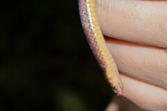 Atractus dunni