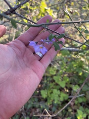 Solanum umbelliferum