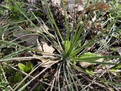 Plantago aristata