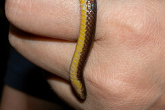 Atractus dunni