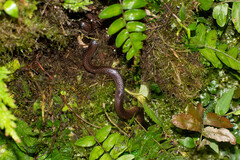 Atractus dunni