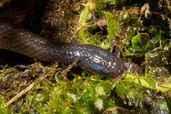 Atractus dunni