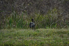 Plegadis falcinellus