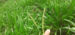 Urochloa brizantha