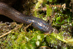 Atractus dunni