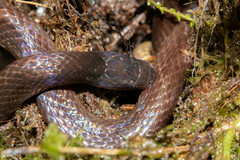 Atractus dunni