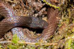Atractus dunni