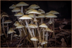 Xanthagaricus luteolosporus