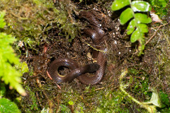 Atractus dunni
