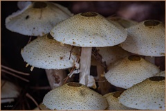 Xanthagaricus luteolosporus