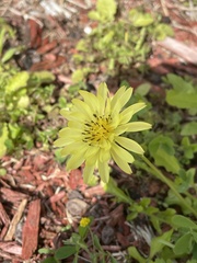 Pyrrhopappus pauciflorus