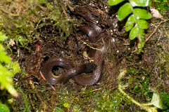 Atractus dunni