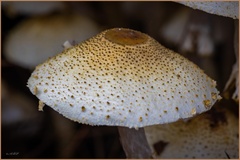 Xanthagaricus luteolosporus