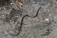 Atractus dunni