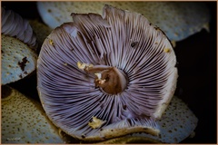 Xanthagaricus luteolosporus