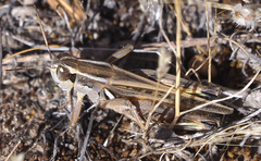 Dichroplus pratensis